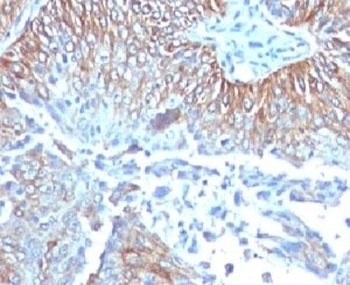 TRIM29 Antibody