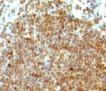 PCNA Antibody