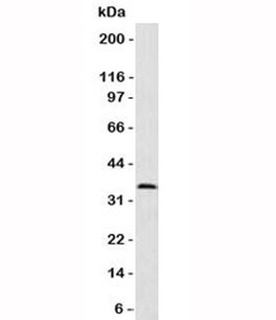 PCNA Antibody