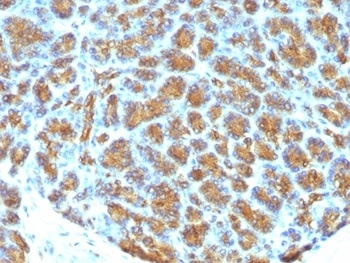 MFGE8 Antibody