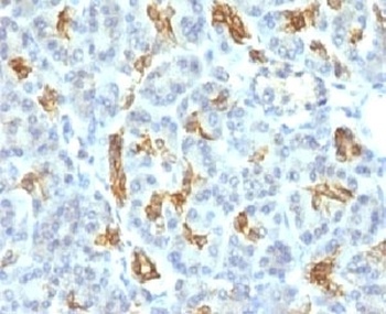 KRT19 Antibody