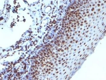 H1F0 Antibody