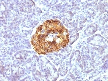 CHGA Antibody