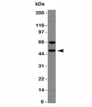 CHGA Antibody