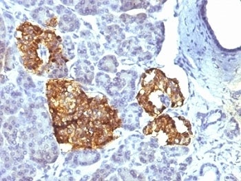 CHGA Antibody