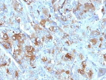 CHGA Antibody