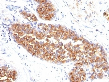 MUC1 Antibody