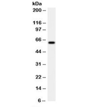 HSPD1 Antibody