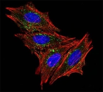 CD63 Antibody