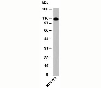 IPO9 Antibody