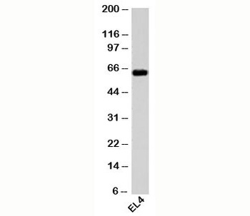HSPD1 Antibody