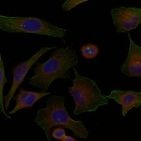 FAM129A Antibody