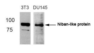 FAM129B Antibody