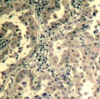 STAT2 Antibody