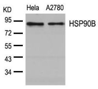 HSP90AB1 Antibody