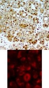 HSP90AB1 Antibody