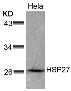 HSPB1 Antibody