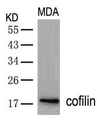 CFL1 Antibody