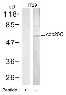 CDC25C Antibody