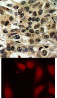 CDC25C Antibody