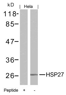 HSPB1 Antibody