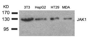 JAK1 Antibody