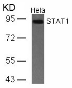 STAT1 Antibody