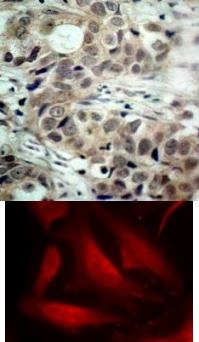 CDC25C Antibody
