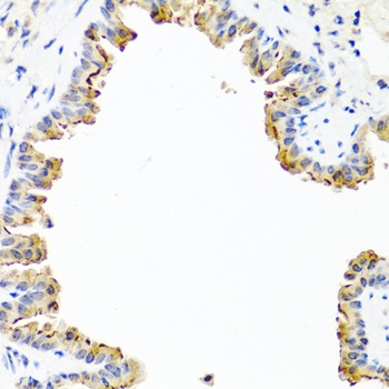 COL10A1 Antibody