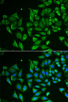 CLEC3B Antibody