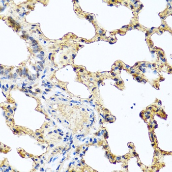 PIP Antibody