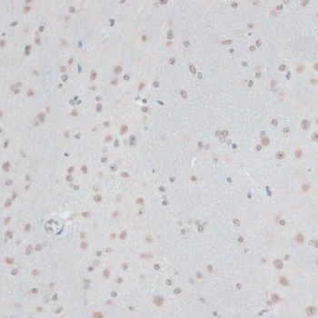 ZNF433 Antibody