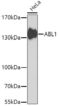 ABL1 Antibody