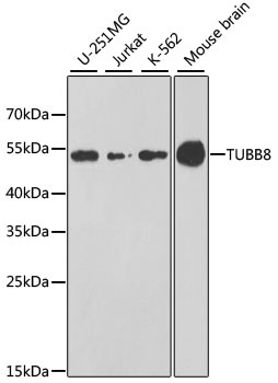 TUBB8 Antibody