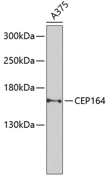 CEP164 Antibody