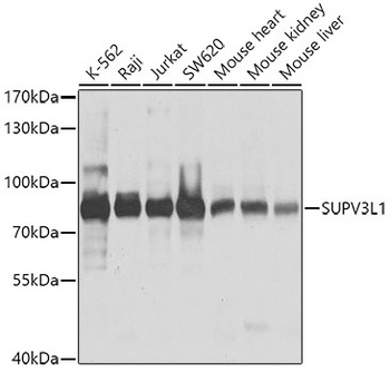 SUPV3L1 Antibody