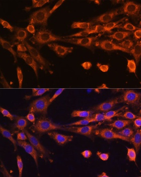 SUPV3L1 Antibody