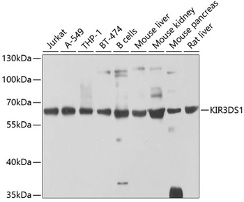 KIR3DS1 Antibody
