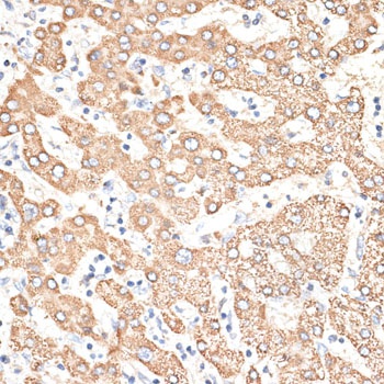 KIR3DS1 Antibody