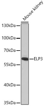 ELP3 Antibody