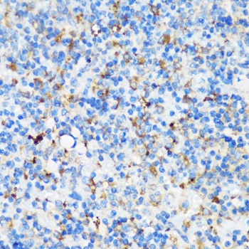 ELP3 Antibody