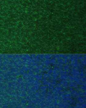 PMAIP1 Antibody