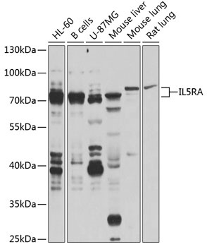 IL5RA Antibody