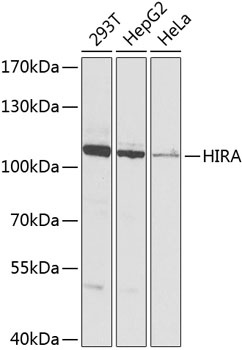 HIRA Antibody