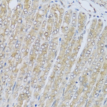 HRG Antibody