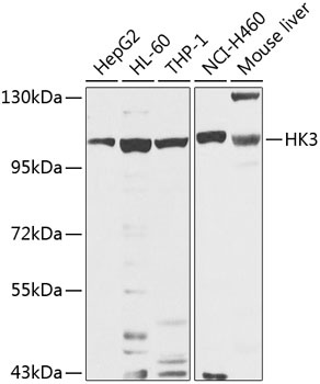 HK3 Antibody