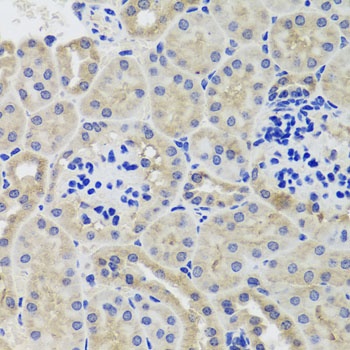 HK3 Antibody