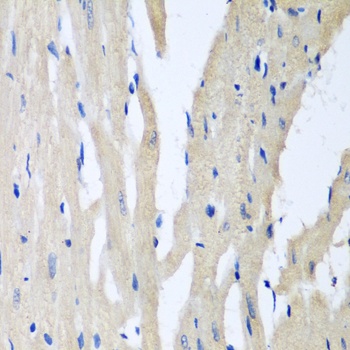 PITRM1 Antibody