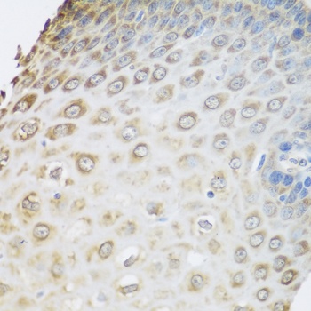 GRPEL2 Antibody
