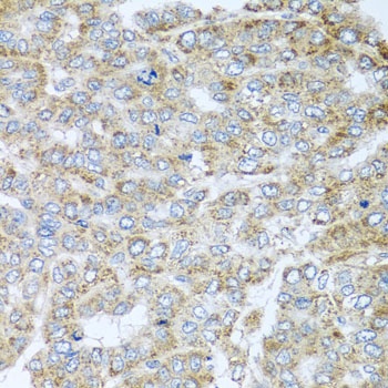 NDUFA2 Antibody